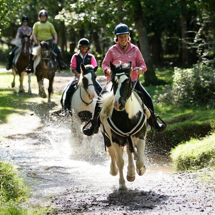 جولة الغابة بالخيول في إسطنبول